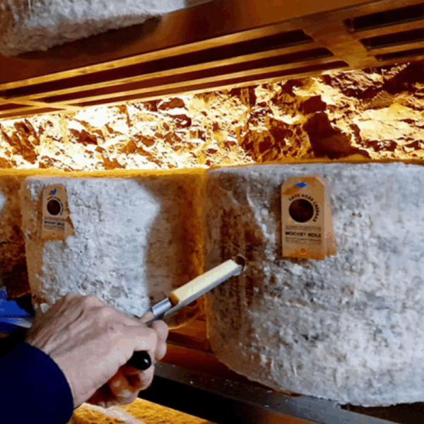 Wookey Hole Cheddar
