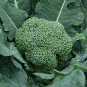 Broccoli Calabrese