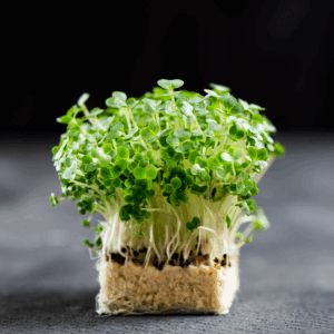 Mustard Cress