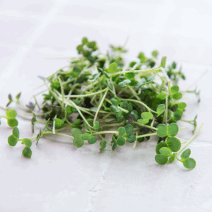Micro Watercress