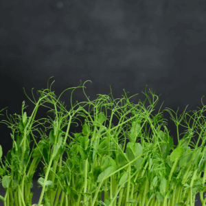 Micro Tendril Pea Shoots