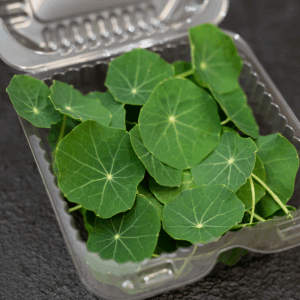 Blue Pepe Nasturtium Leaf