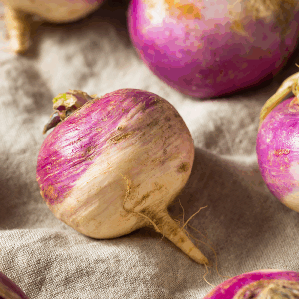 Turnip