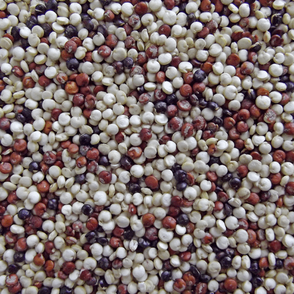 Tricolour Quinoa - Image 2