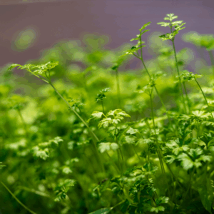 Micro Parsley