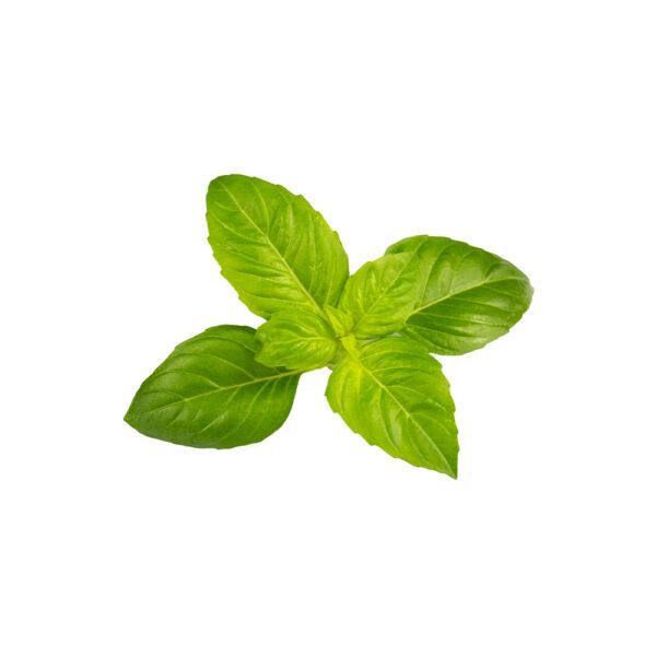 Basil - Image 2