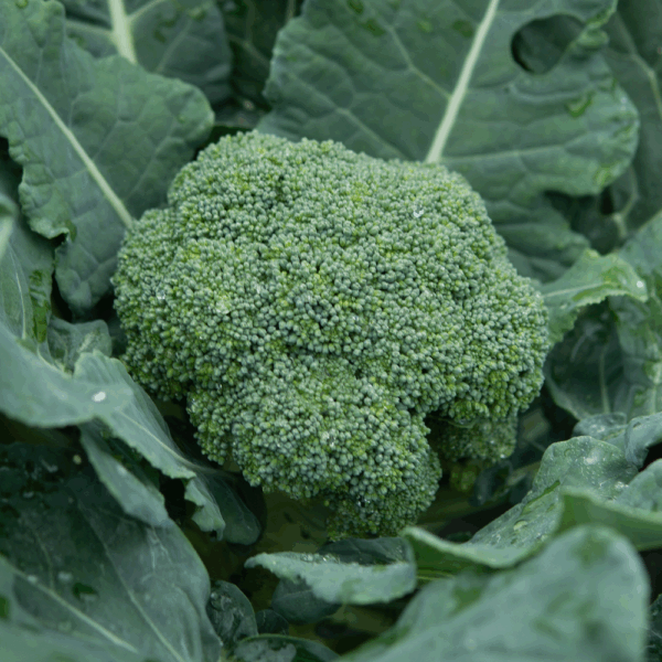 Broccoli Calabrese