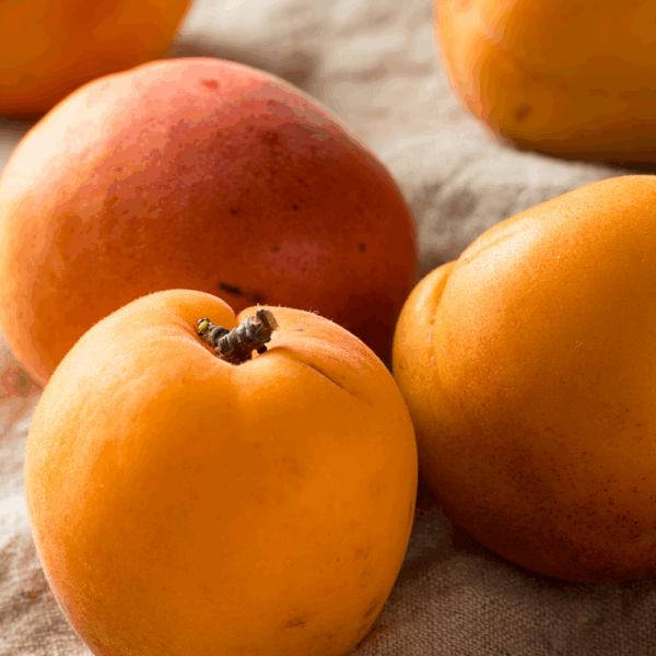 Fresh Apricots