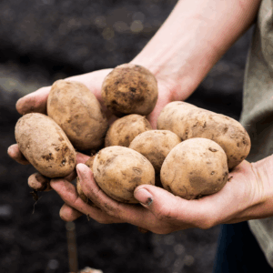 Bakers Potatoes 40's
