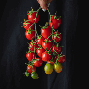 Vine Plum Tomatoes