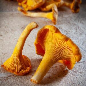 Yellow Winter Chanterelles Mushrooms
