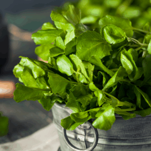 Watercress